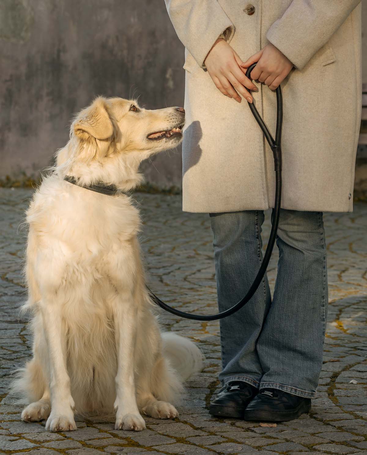 Abelard - immagine 4