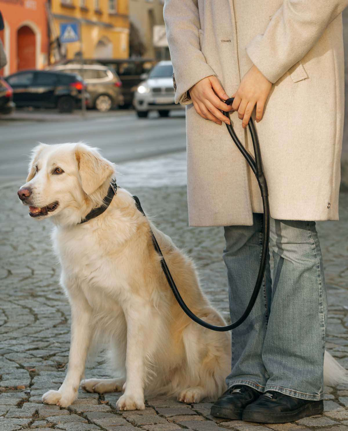 Abelard - immagine 2